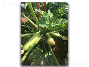 ���G3̖-�͟��ͺ����������J�N��-�r(n��ng)���r(n��ng)�I(y��)