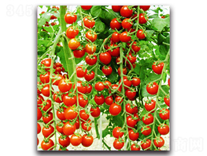 ����ʺ�2̖(h��o)-���ѷN��-�r(n��ng)���r(n��ng)�I(y��)