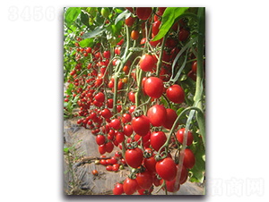 �����F��2̖-���ѷN��-�r���r�I(y��)