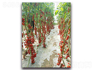 �����F��F1-���ѷN��-�r(n��ng)���r(n��ng)�I(y��)