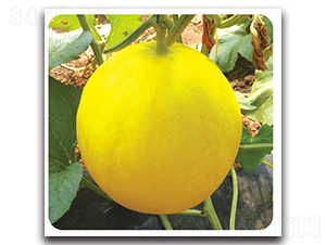 ��ԭ�t-��ϷN��-�Є�(chu��ng)���S