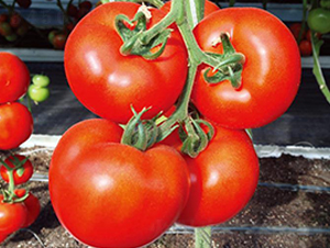 ����P��-���t���N��-�Є�(chu��ng)���S