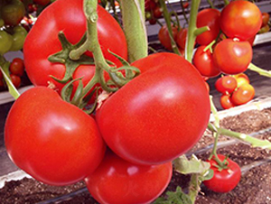 ����½��Z-���t���N��-�Є�(chu��ng)���S