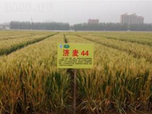 ����44-С���N��-�����r(n��ng)�I(y��)