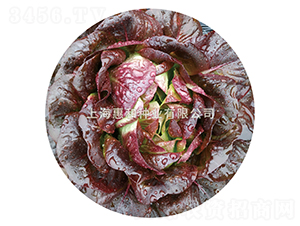 �ϵ�-���˷N��-�ݺͷN�I(y��)