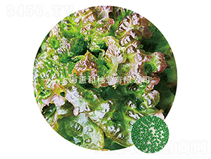 ����-���˷N��-�ݺͷN�I(y��)