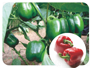 ���t-�����N��-�����r(n��ng)�I(y��)