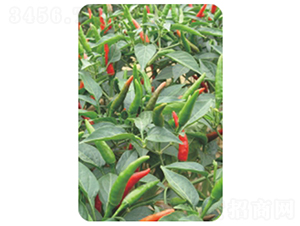 ӳɽ�t-�����N��-�����r(n��ng)�I(y��)