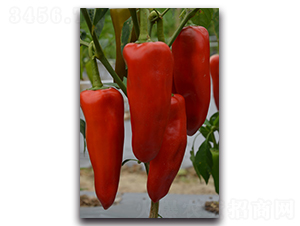 �����t�ݽ�-�����N��-�������r(n��ng)�I(y��)