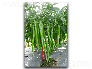 ������008-�����N��-�������r(n��ng)�I(y��)