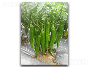 ����909-�����N��-�������r(n��ng)�I(y��)