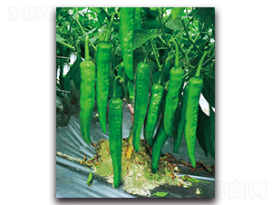 ����505-�����N��-�������r(n��ng)�I(y��)