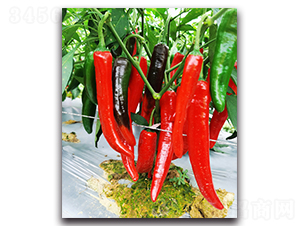 �t���̖-�����N��-�������r(n��ng)�I(y��)