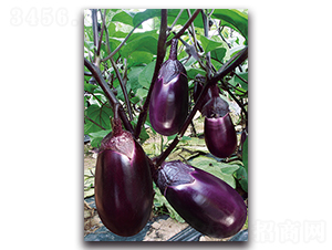 ����t��-���ӷN��-�������r(n��ng)�I(y��)