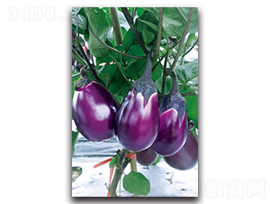 ��Ʒ����t��-���ӷN��-�������r(n��ng)�I(y��)