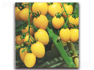 ��õ��-���ѷN��-����