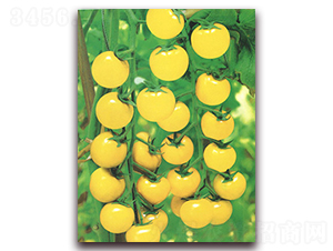 ��̫��-���ѷN��-����