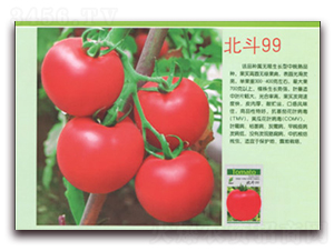 ����99-���ѷN��-����