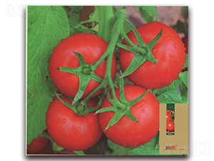 �P��-���ѷN��-����