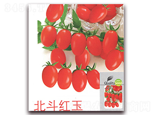 �����t��-���ѷN��-����