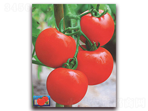 �������-���ѷN��-����