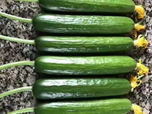 ���m�W��-�S�ϷN��-����N�I(y��)