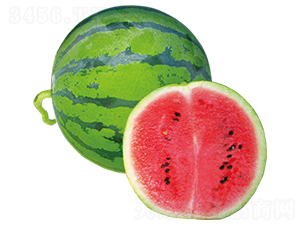 ����-���ϷN��-ɽ�|��Դ