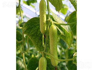 ����һ̖-�S�ϷN��-ɽ�|��Դ