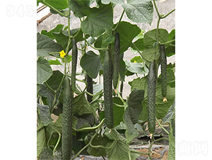 �G��1̖-�S�ϷN��-ɽ�|��Դ