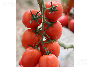 �ۼ��t��-���ѷN��-ɽ�|��Դ