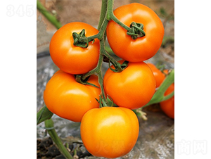 �ۼ��S��-���ѷN��-ɽ�|��Դ