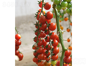 �ۼ�����-���ѷN��-ɽ�|��Դ