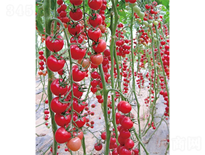 �ۼ�311-���ѷN��-ɽ�|��Դ