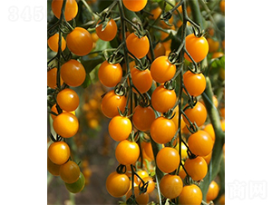 ��(��i)��301-���ѷN��-ɽ�|��Դ