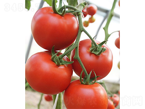 �ۼ�201-���ѷN��-ɽ�|��Դ