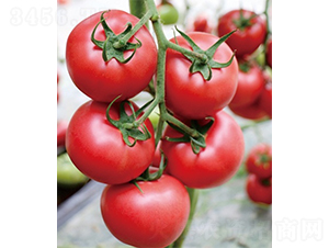 ��(��i)��168-���ѷN��-ɽ�|��Դ