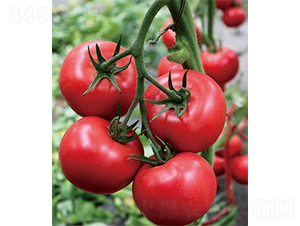 �ۼ�163-���ѷN��-ɽ�|��Դ