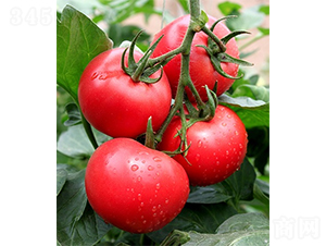 �ۼ�158-���ѷN��-ɽ�|��Դ