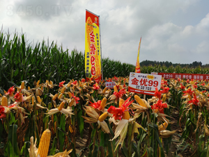 ����(y��u)99���׷N��Ч���D