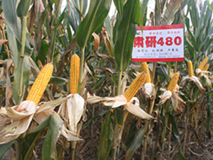 �C��480-���׷N��-�����r(n��ng)�I(y��)