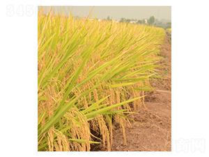 ���マ(y��u)800-ˮ���N��-�����r(n��ng)�I(y��)