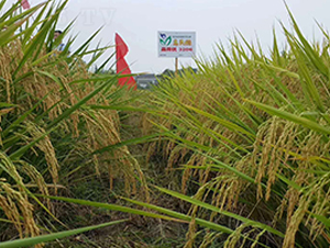 ���Ƀ�(y��u)3206-ˮ���N��-�����r(n��ng)�I(y��)