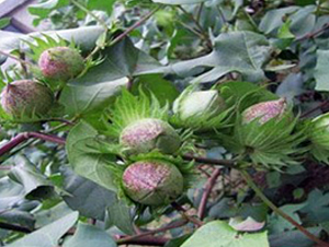 �A��2̖-�޻��N��-�����r(n��ng)�I(y��)