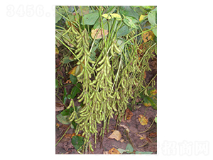 ����4̖(h��o)-�󶹷N��-����N�I(y��)