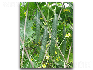 �G��һ̖�S��-�S�ϷN��-����N�I(y��)