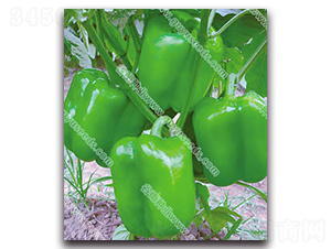 ����9051��-�����N��-����N�I(y��)