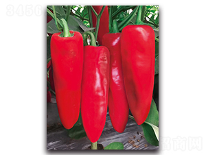 ����5051����-�����N��-����N�I(y��)