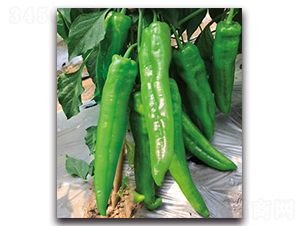 ����7091����-�����N��-����N�I(y��)