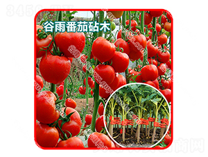 ���귬����ľ��̖-���ѷN��-����N�I(y��)