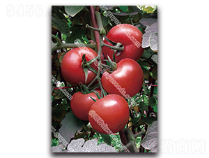 �ɼt��̖����-���ѷN��-����N�I(y��)